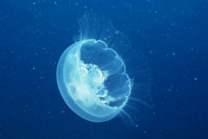 Medusa a saratov régióba került